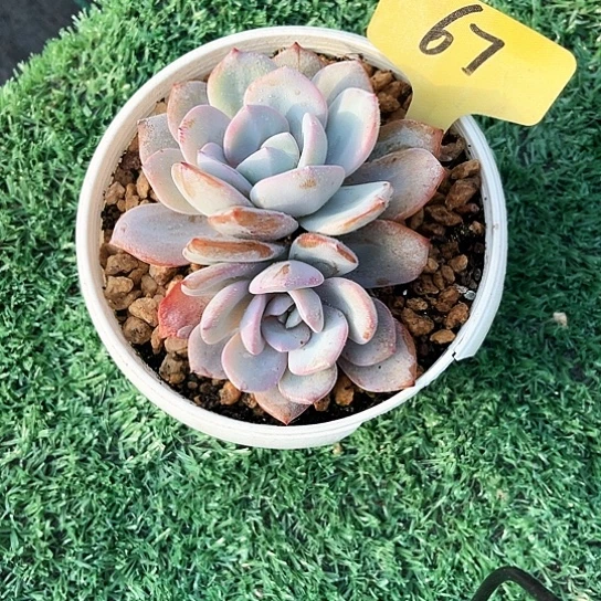 双头奶茶67号码牌子的话题