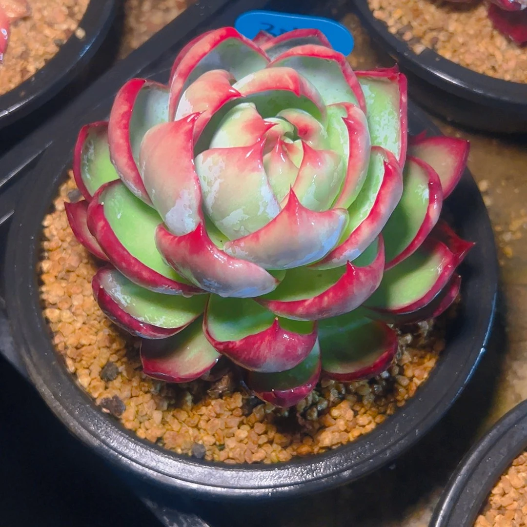 玉*惊鸿仙子一物一拍3059号一物一拍