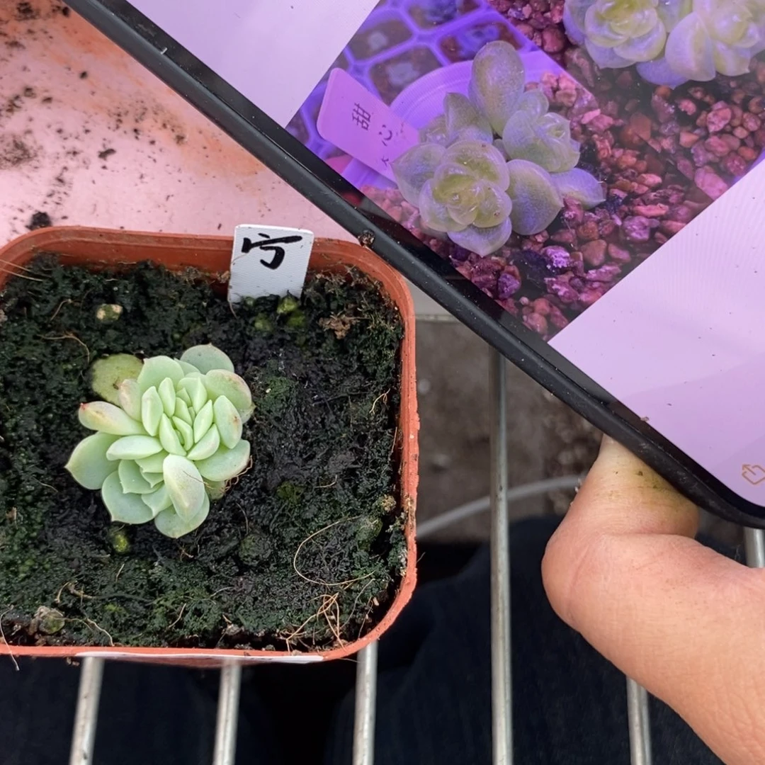 标签703甜心109大宁一个多肉