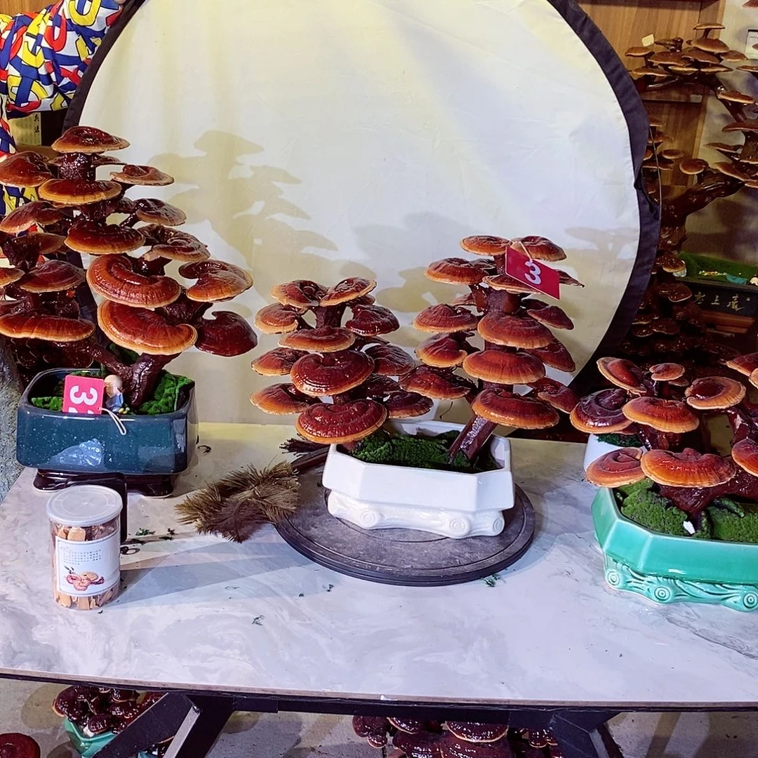 农***民无花朵发财树发财树发财树