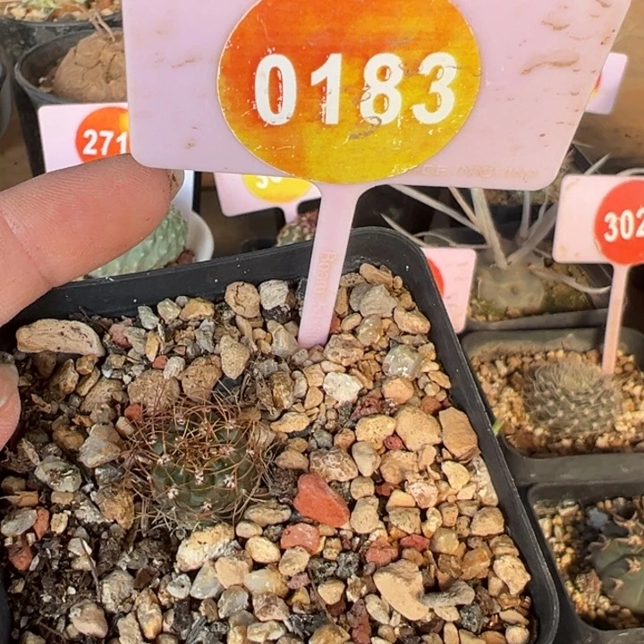 实生仙人球一棵0183