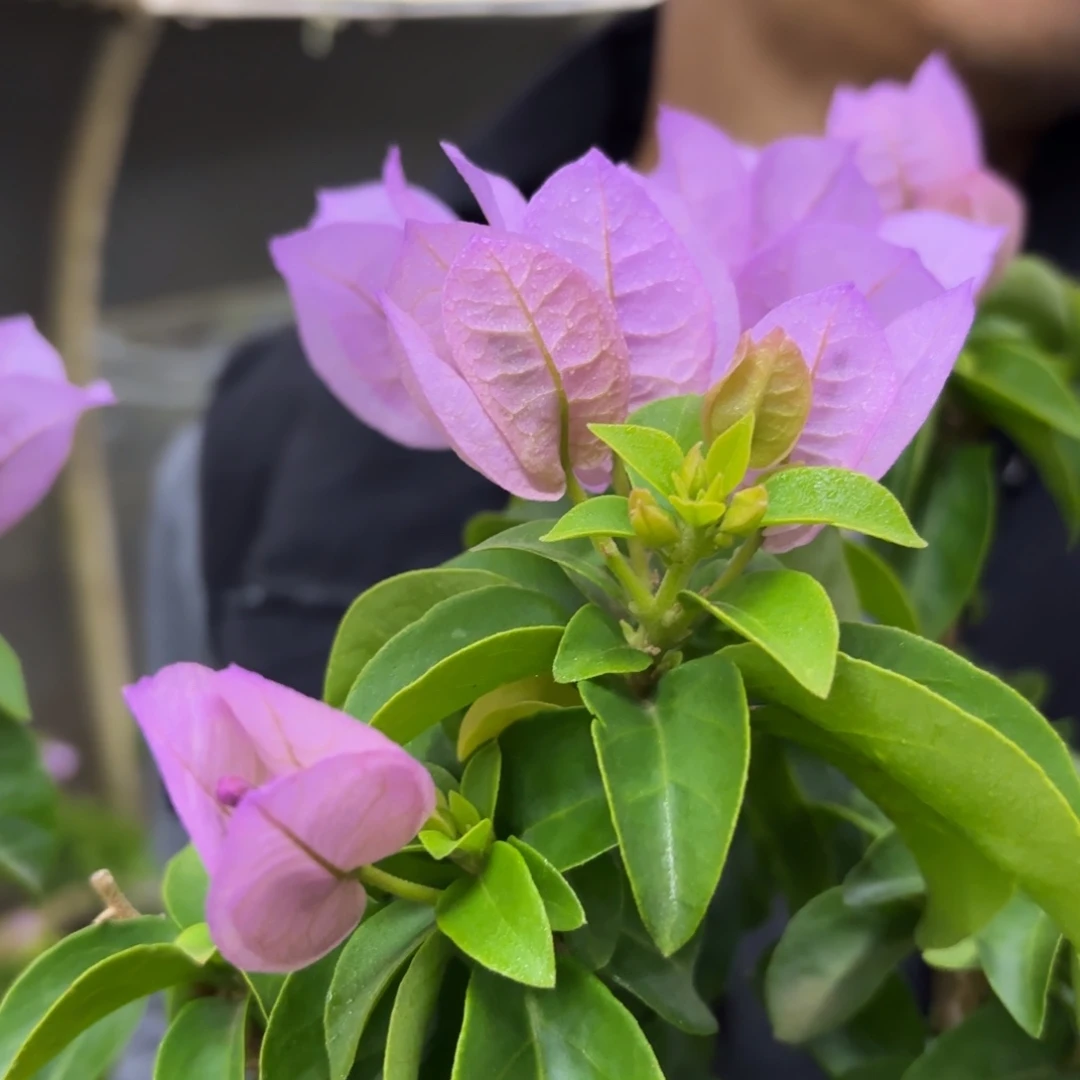 全部花苞（金叶艾比）三角梅会落花落叶会光杆苗有大有小