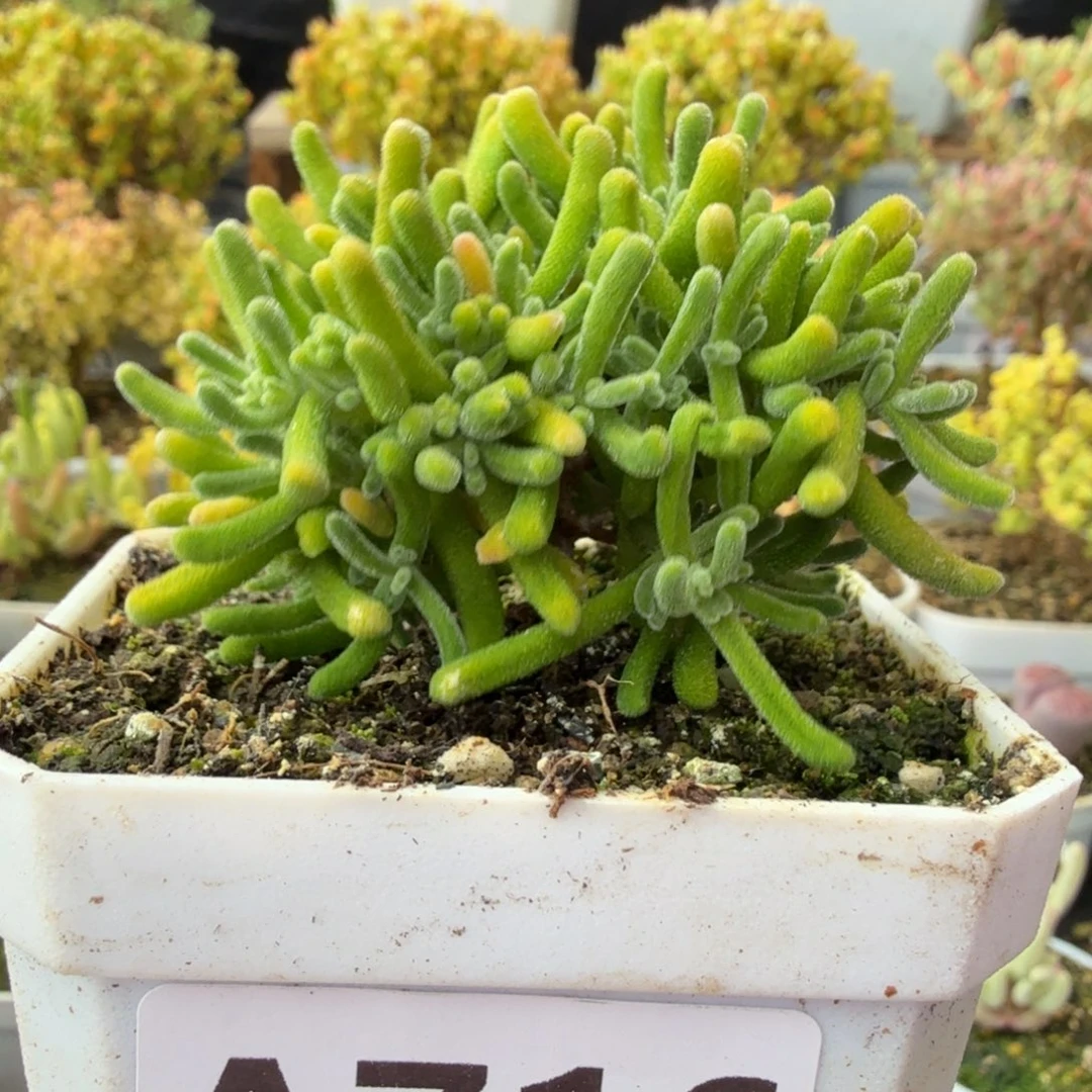 A716荧光兔28元包邮