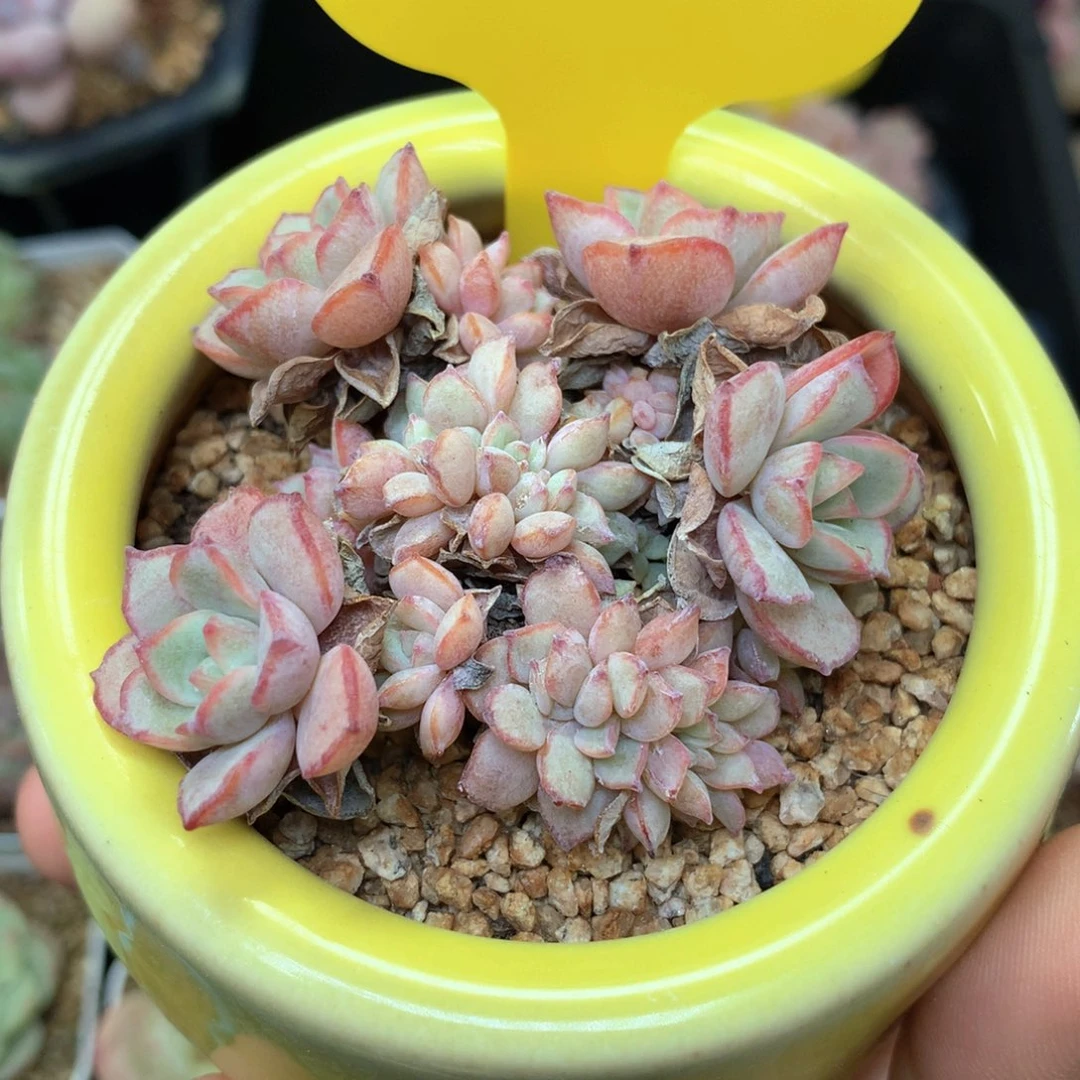 凌波仙子缀化2268