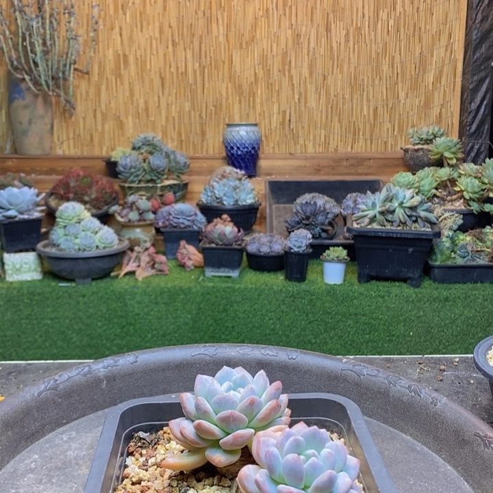 幸***好413号半夏多肉植物