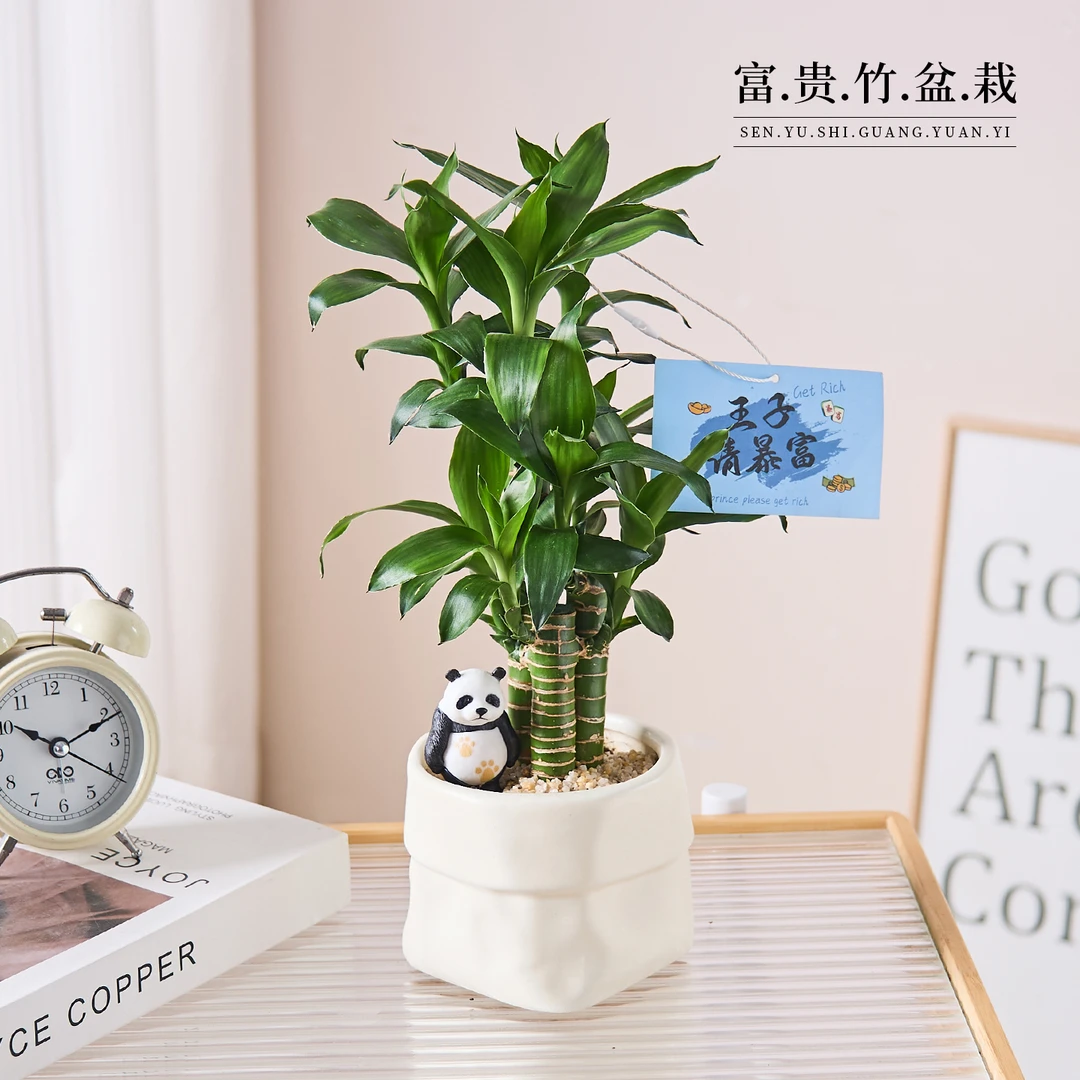 【步步高升】富贵竹放青松绿植花卉办公室内桌面盆栽送礼好养活植物