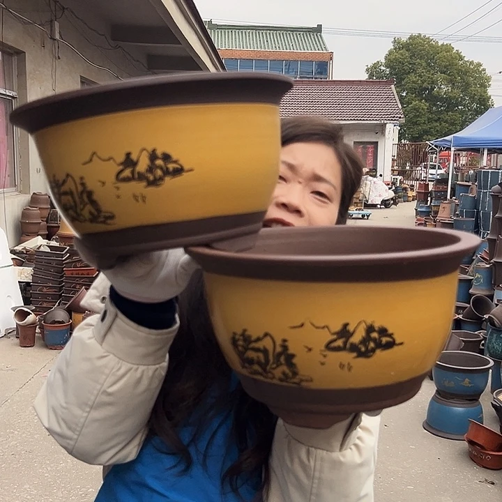 25+25黄三角金钟花盆花盆花盆