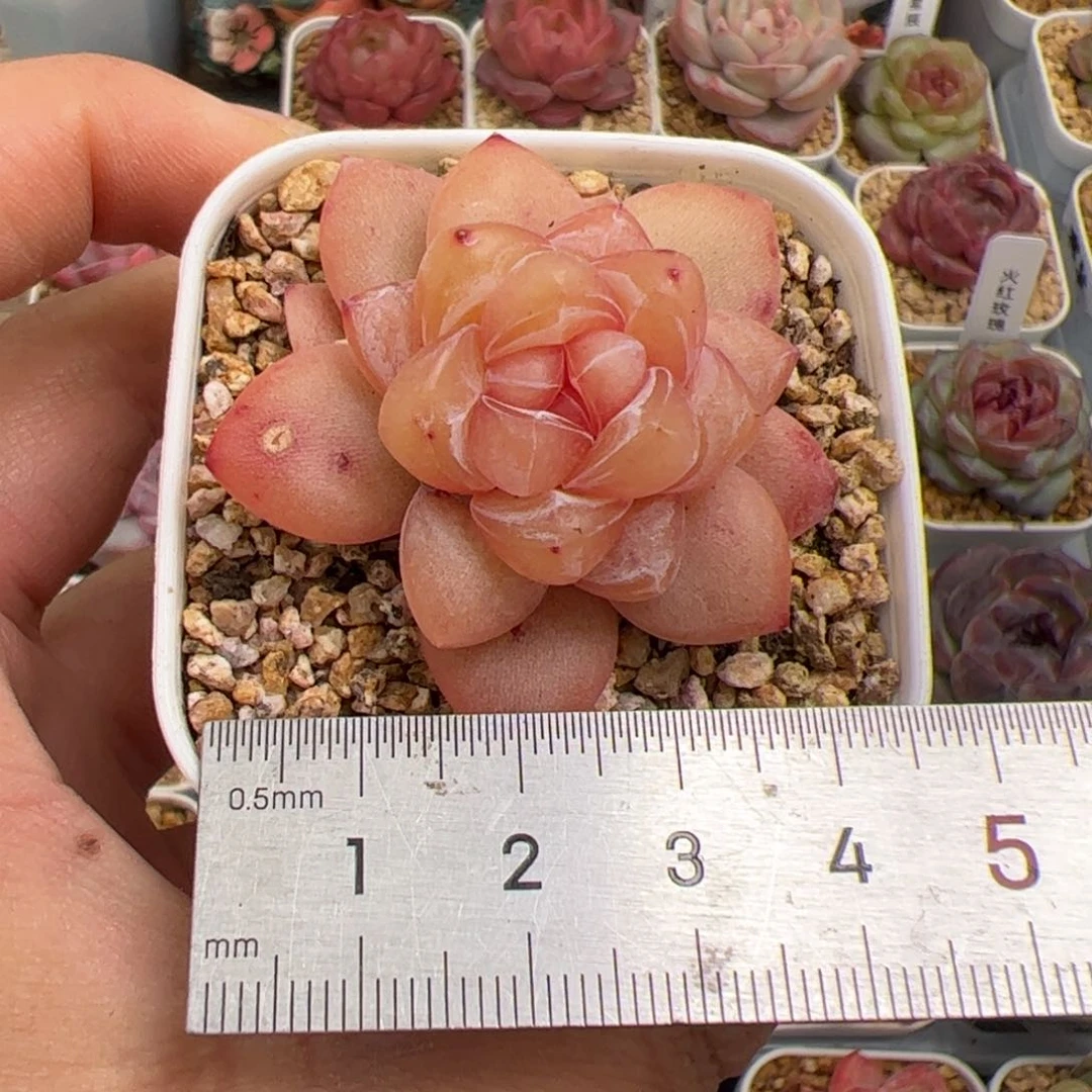 友****子129 多肉植物组合盆栽