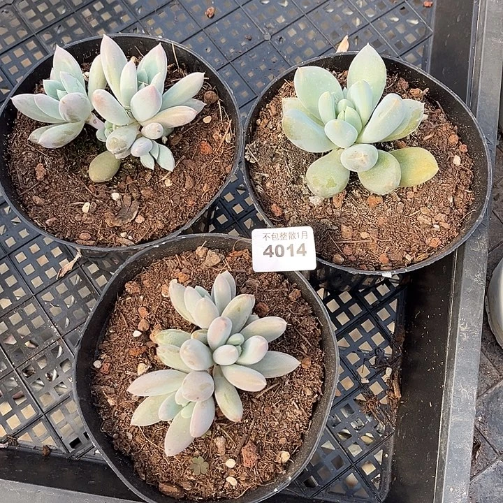 阿雅园艺。    4014哥特三颗