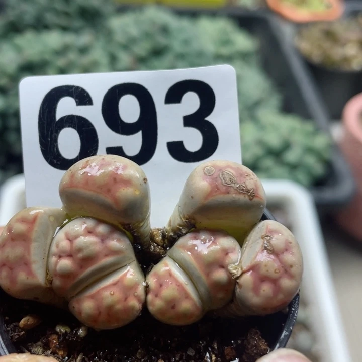 693双头母本满18元包邮