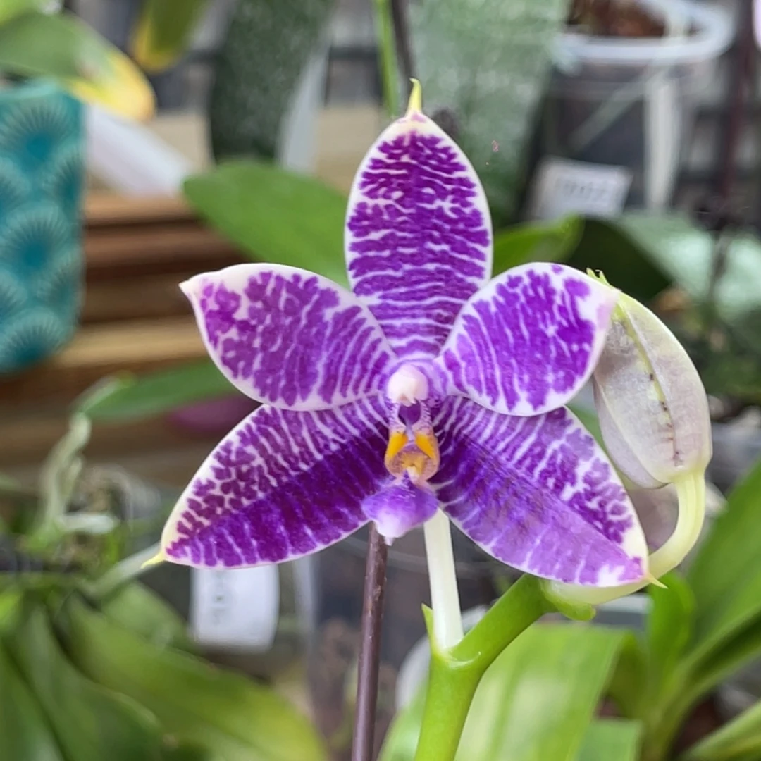 完全开放柳林3592-1021