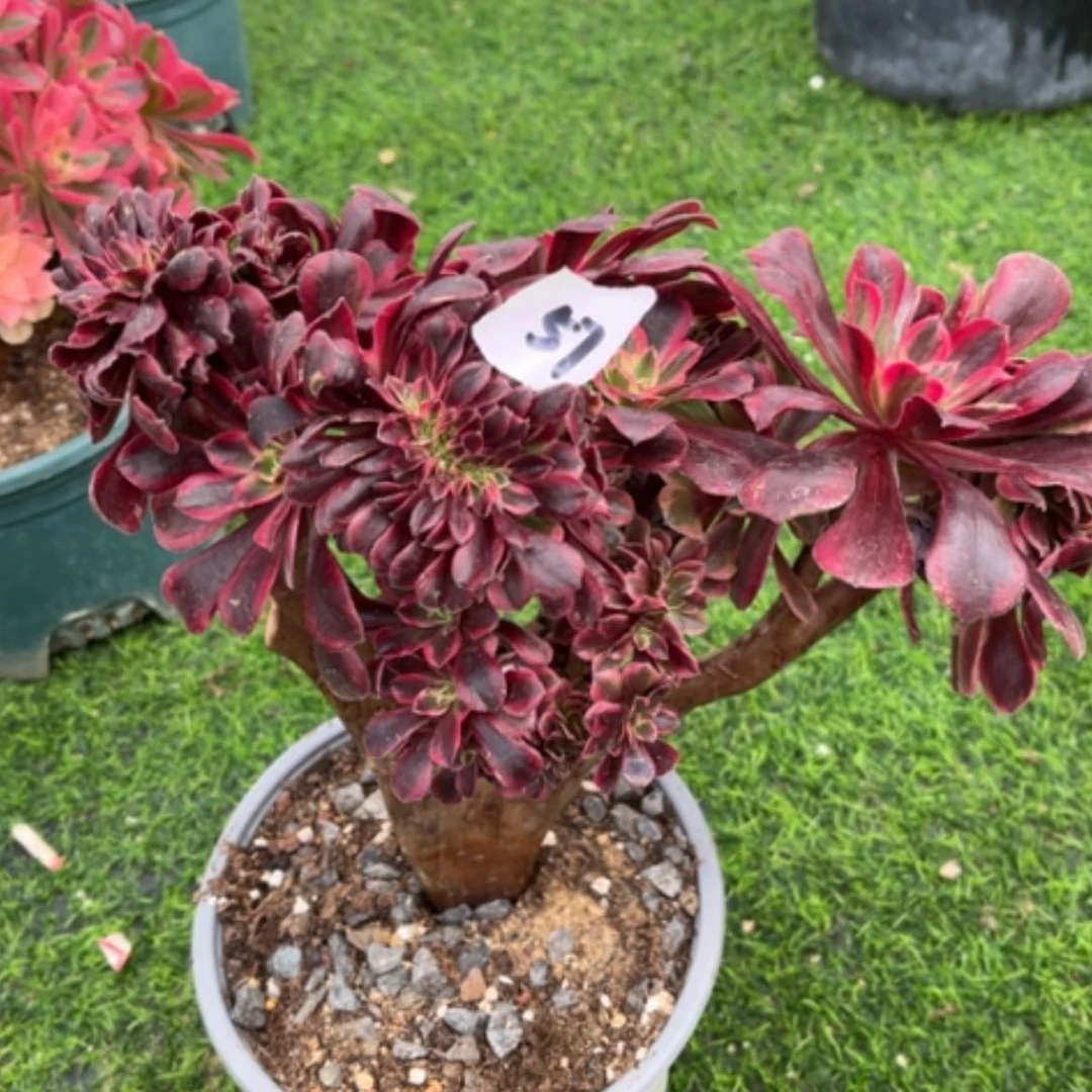 【闪购商品】57处理多肉法师