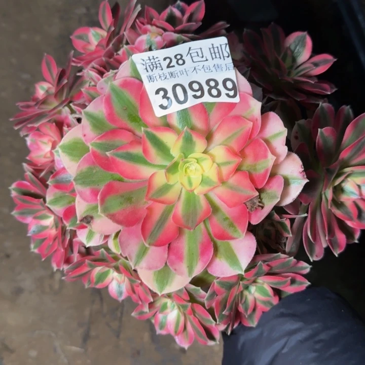 30989女巫多肉植物