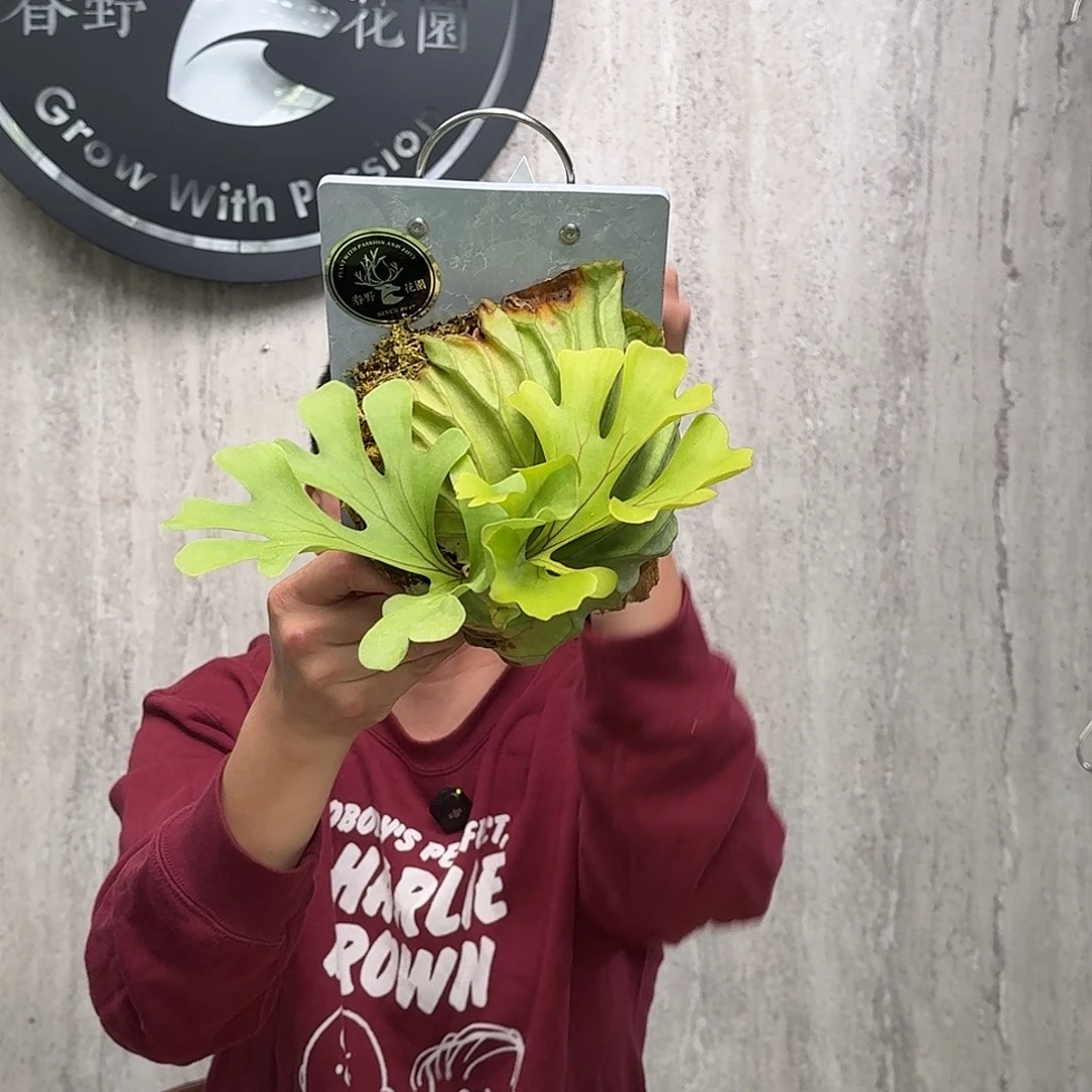 完全开放宽叶亚猴鹿角蕨春野花园