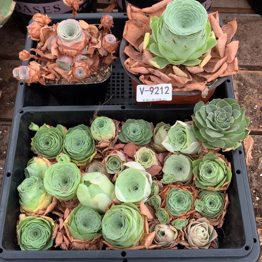 9212处理瑕疵品不售后