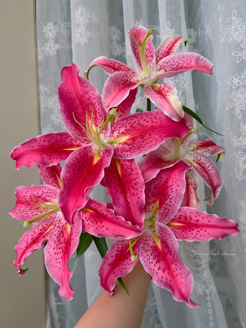 【草莓沐恩】香水百合 一单包邮 云南鲜花昆明基地现采现发