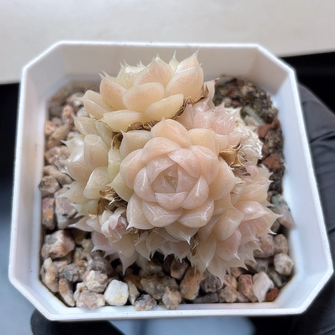 优选麦秆福利682