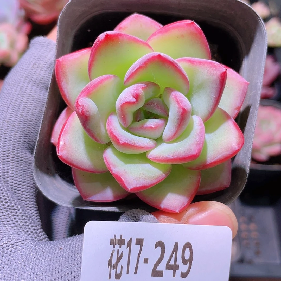 花利美17-249草莓泡芙