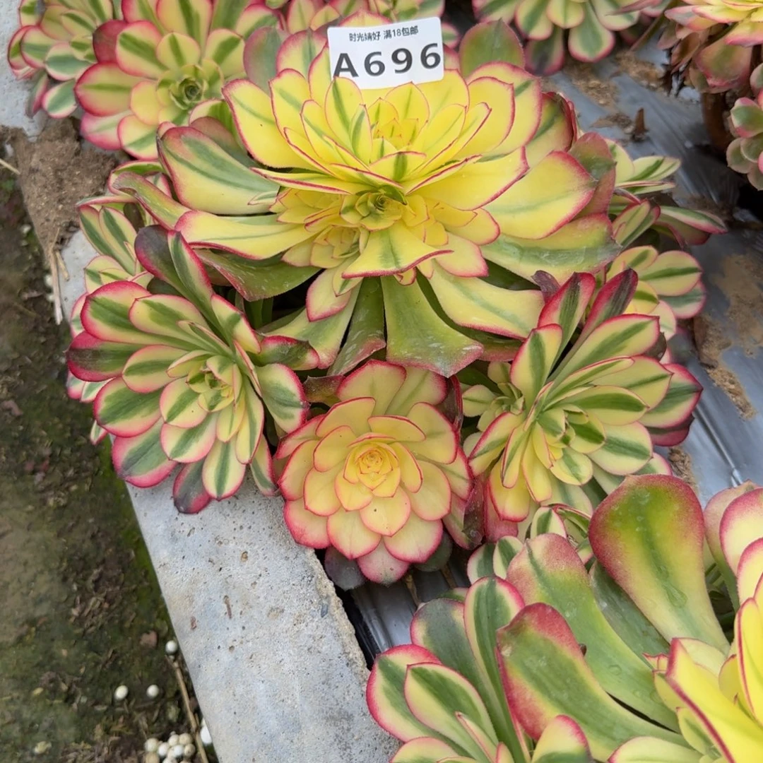 696荔枝。多肉植物