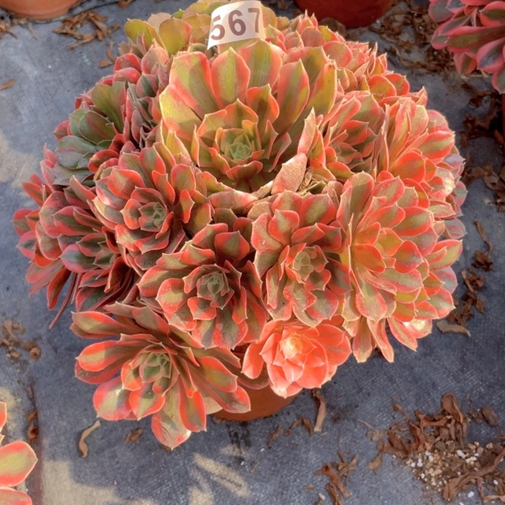 567老庄多肉法师女妖