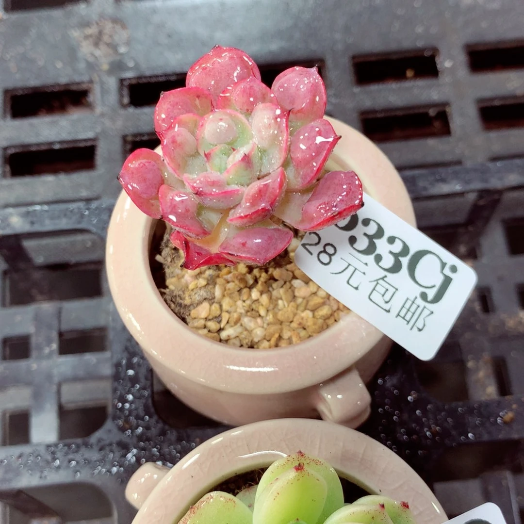 5厘米盆精控多肉633