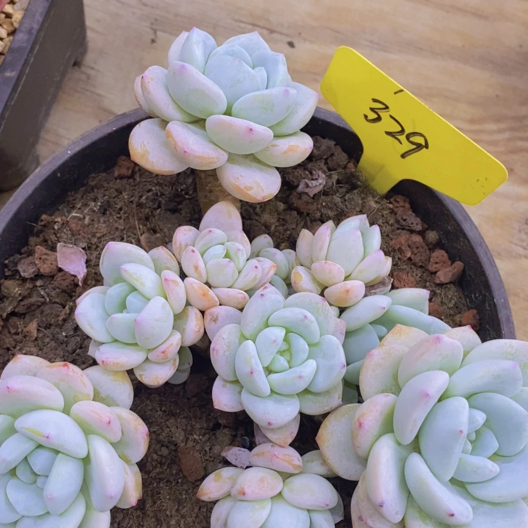 多肉植物，一物一拍，专场2