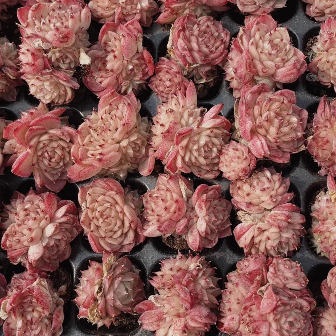 紫霞仙子量拍0000000