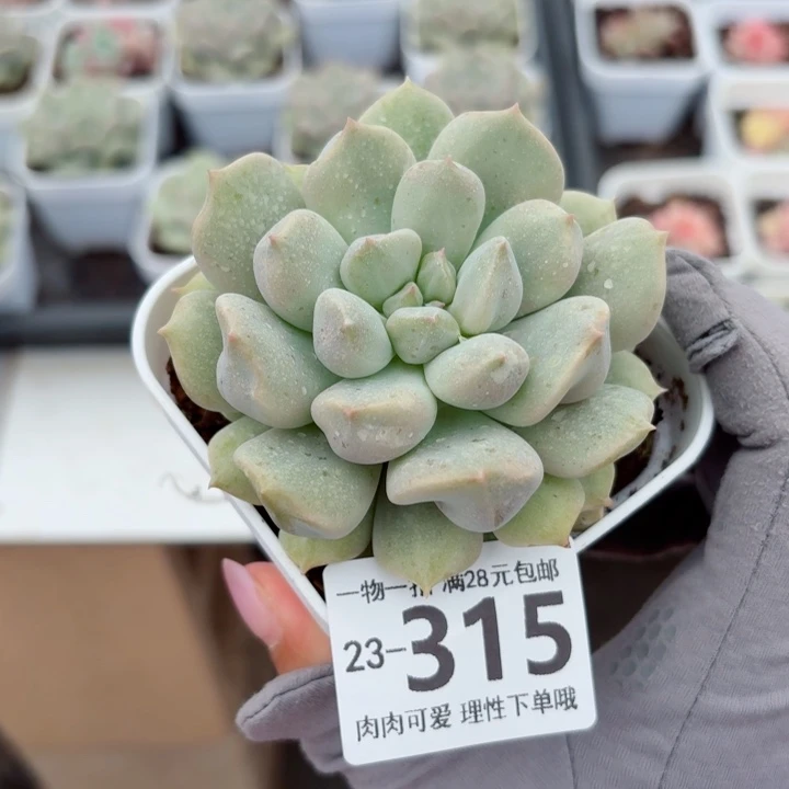 超奶无盆土发货无盆