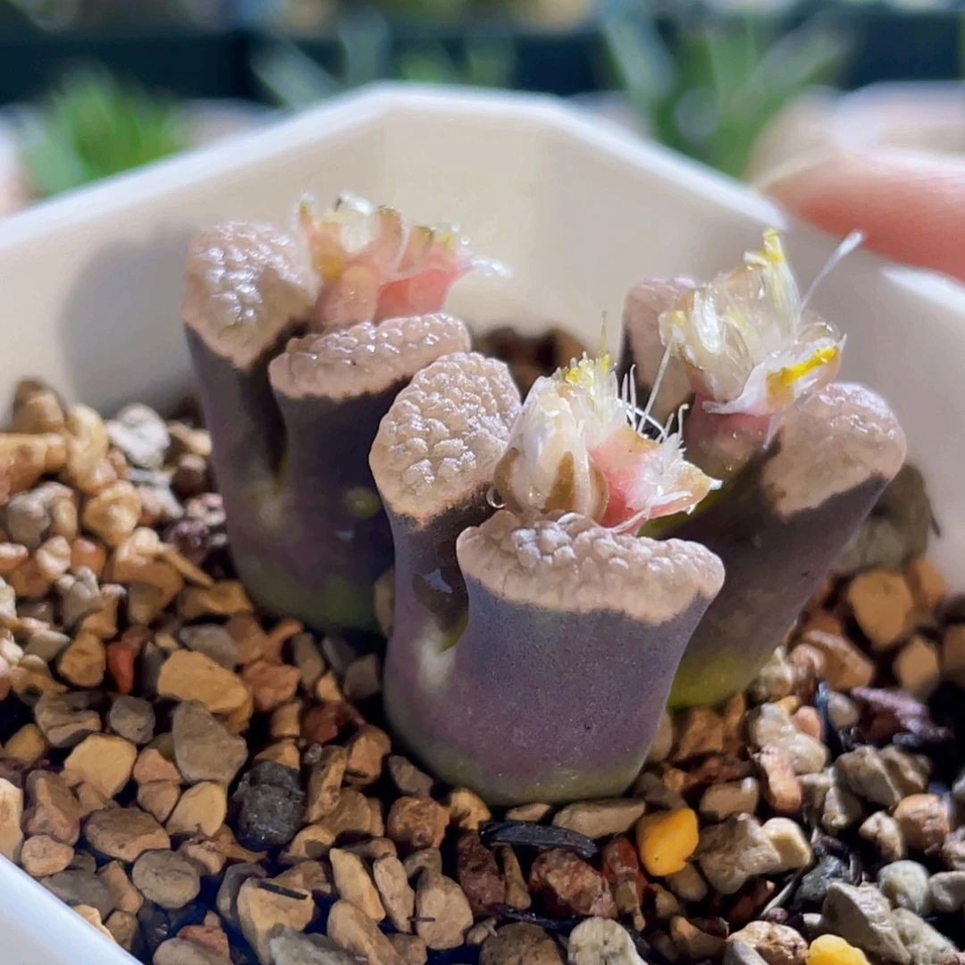 班克磁铁植物一物一拍