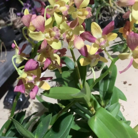 完全开放洋娃娃，黄天使大小2苗，花叶不包损