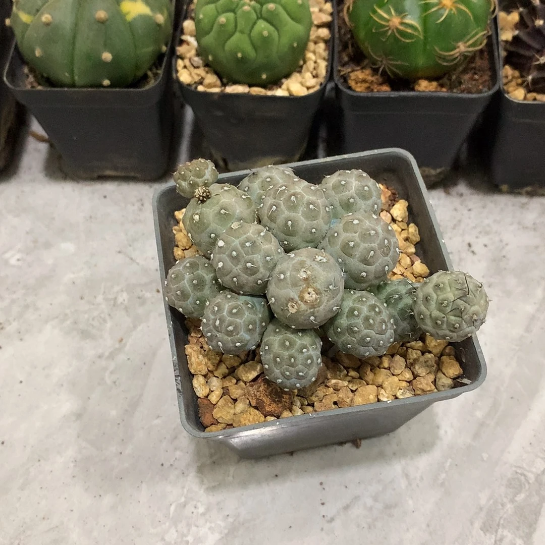 当前无花栽培后可以开花足球团扇
