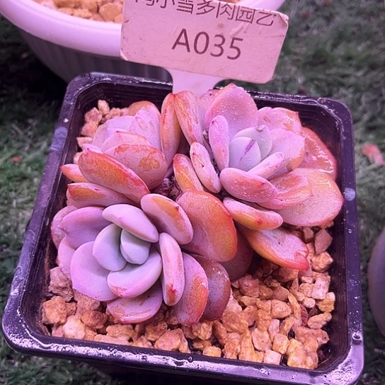 百*我是第一百个为妖刀应援的阴阳