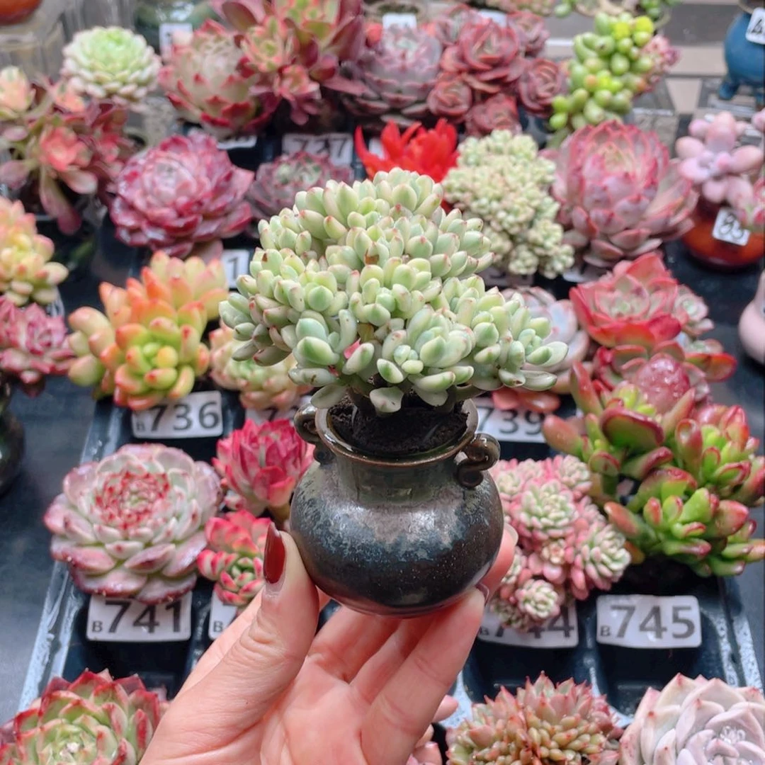 无铅玻璃ʚ****ɞ花器花器花器花器