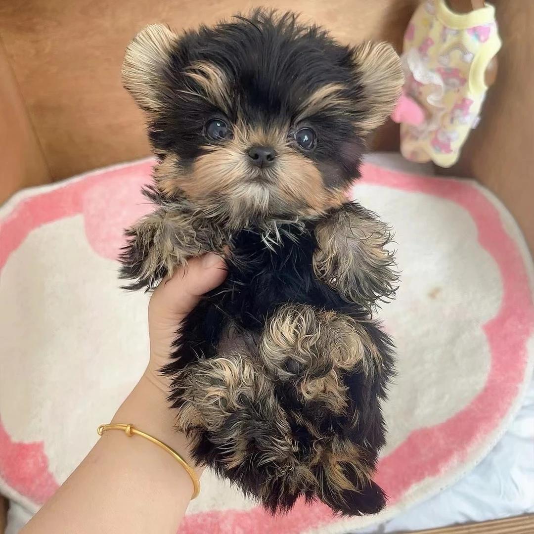 旺旺仙贝约克夏韩版萌宠活体犬