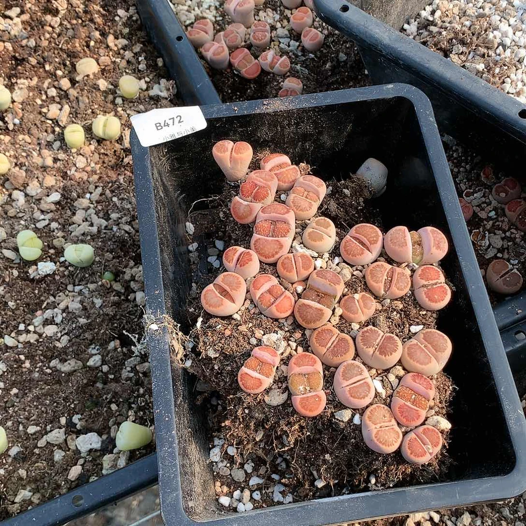 香****bB472多肉植物保护保护