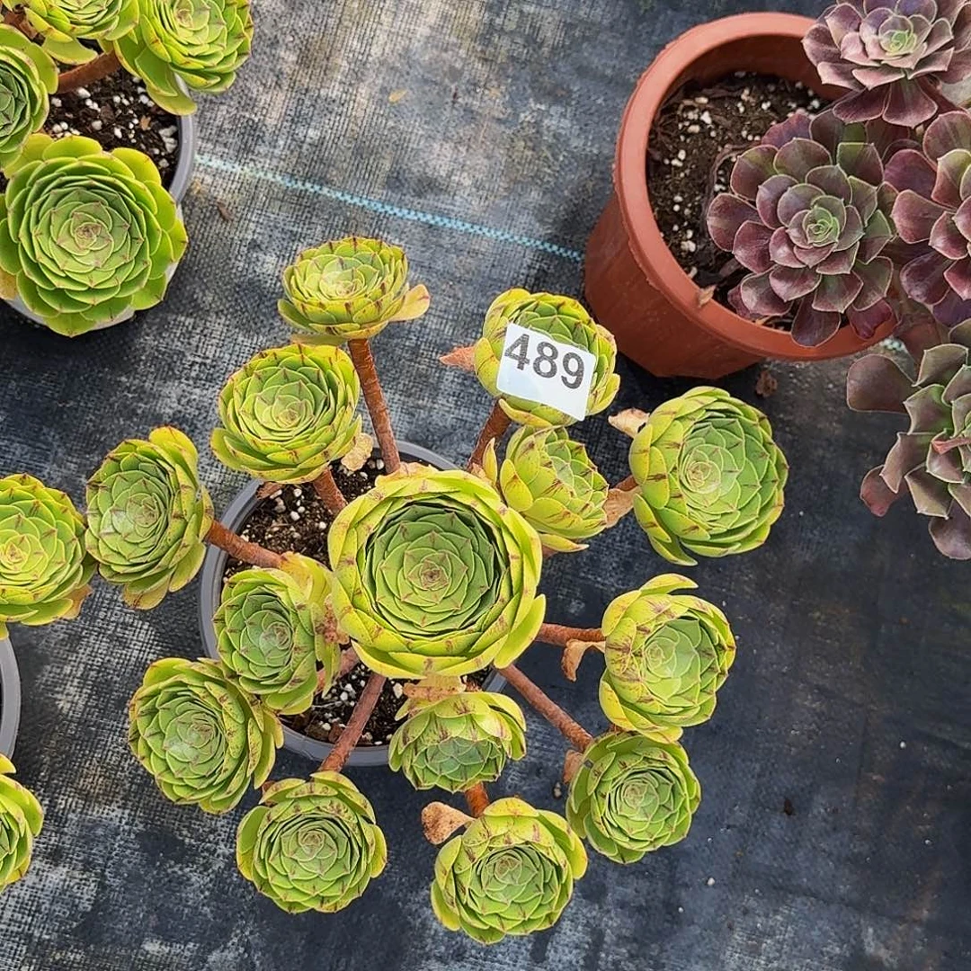 幸***伱489万拉丝法师植物