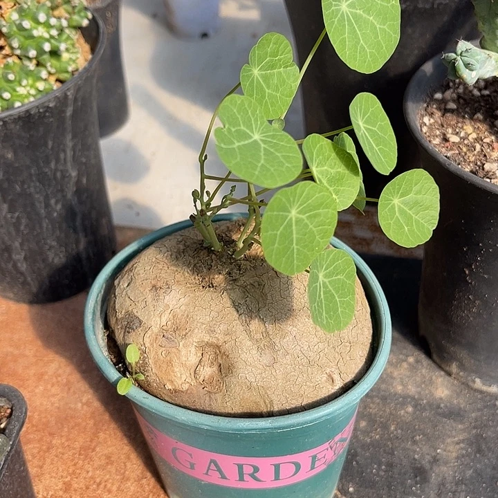无花朵山乌龟块根一物一拍