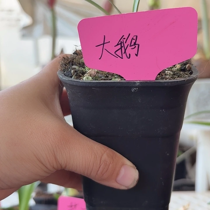无花朵大鹅朱顶红直径1.4