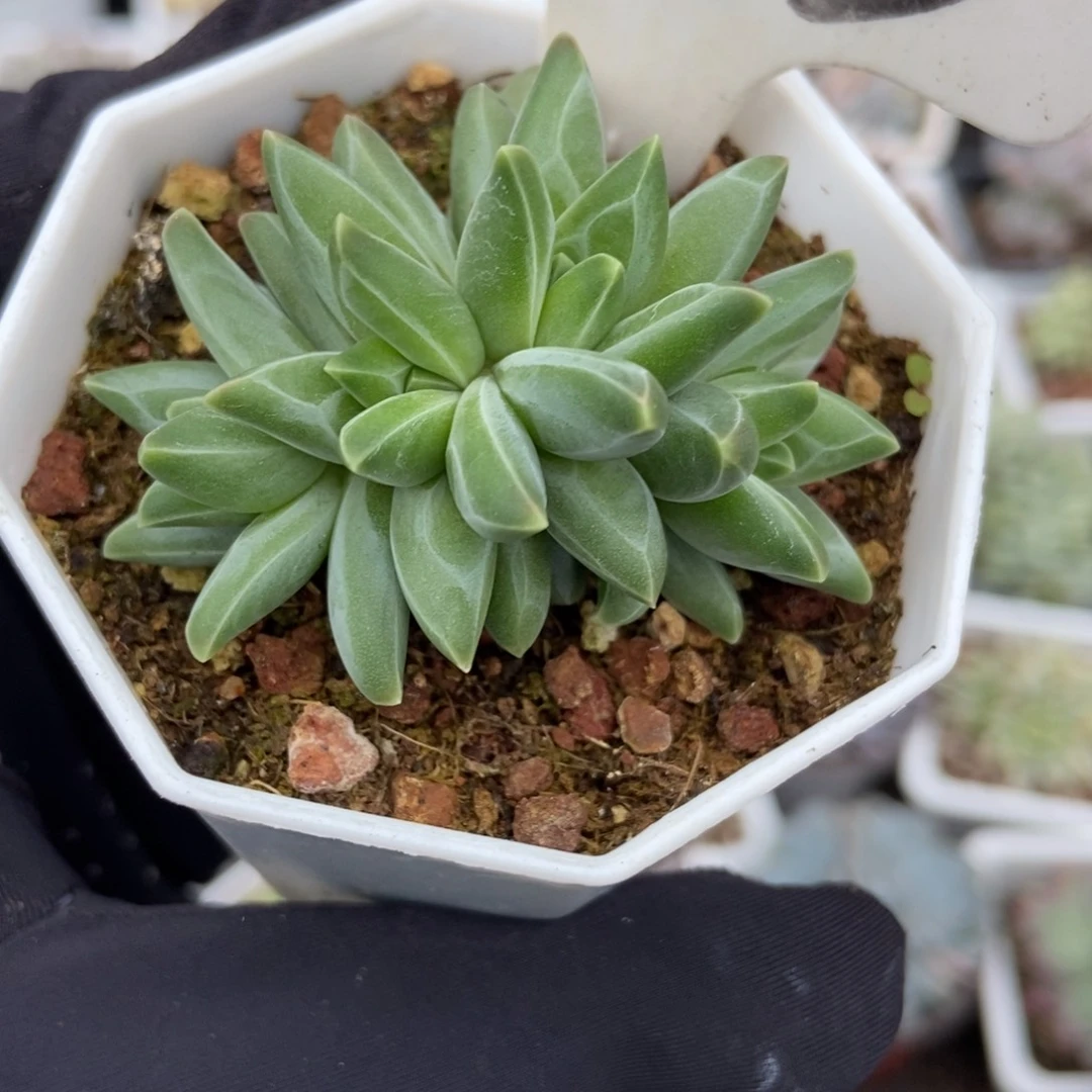 1015梵高美人多肉植物