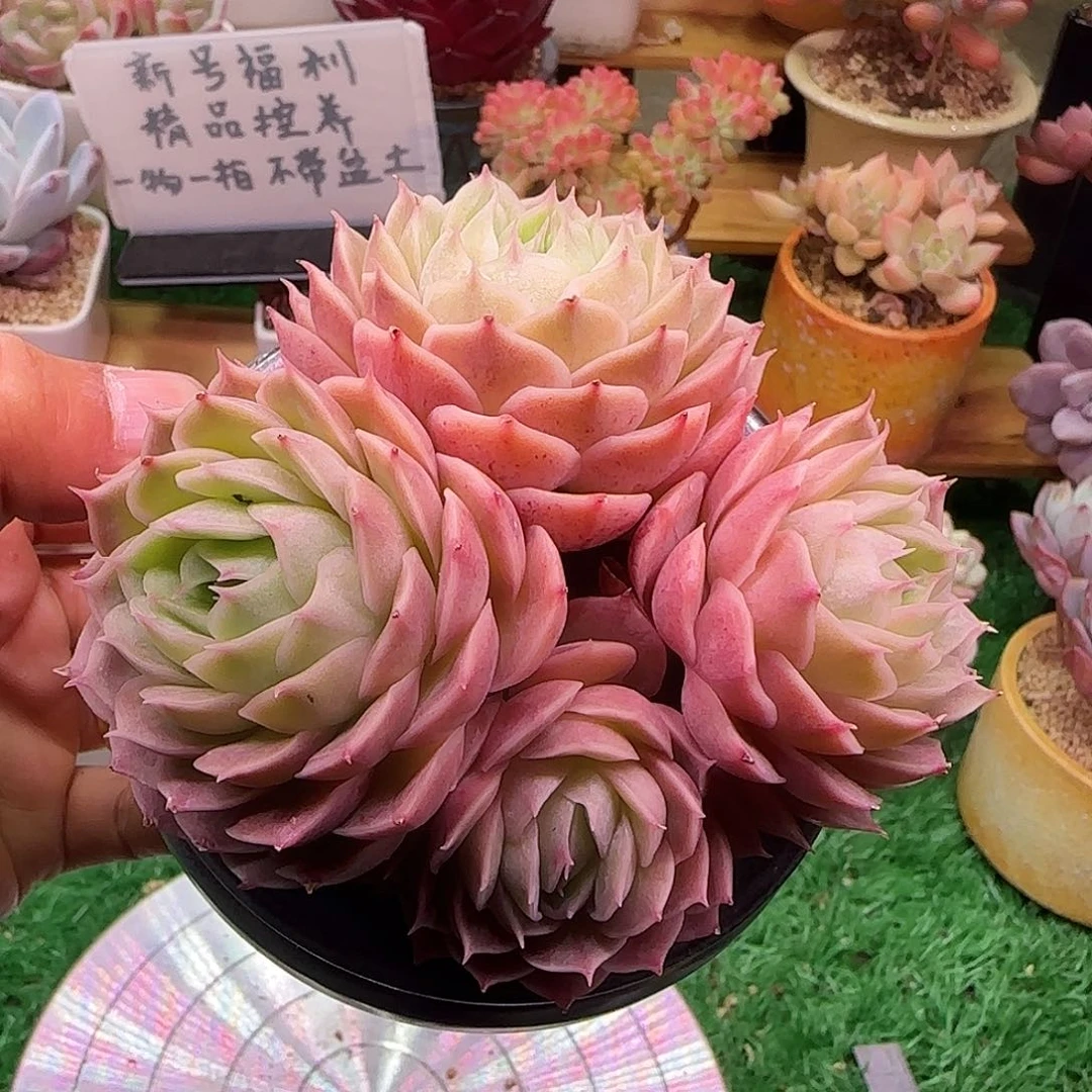 昂斯诺不带盆土发货