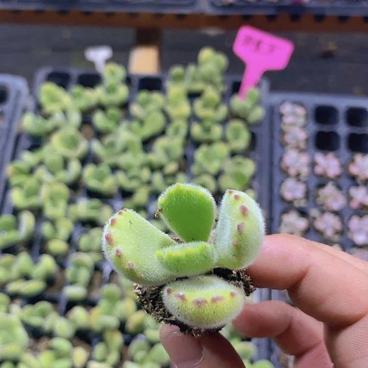 熊童子精品多肉量拍