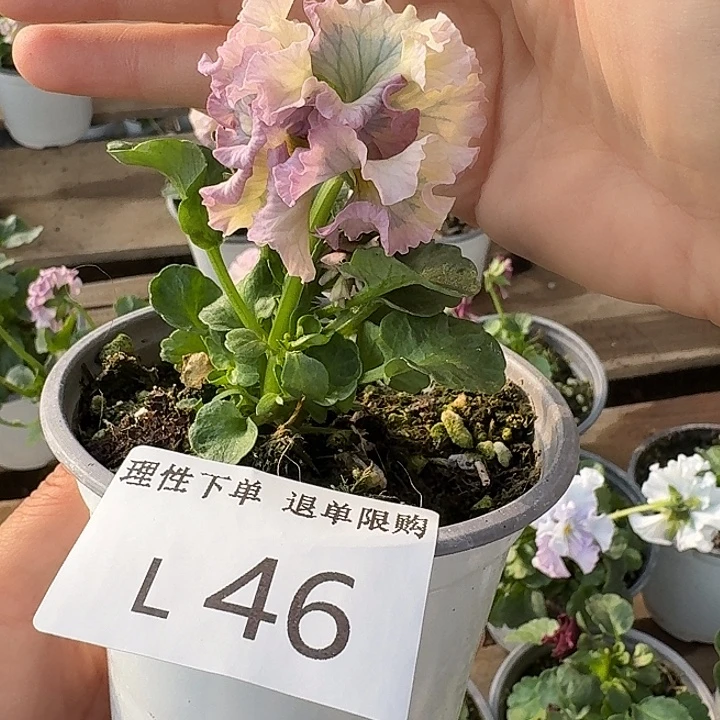 无花朵L046角堇小苗一物一拍苗晃