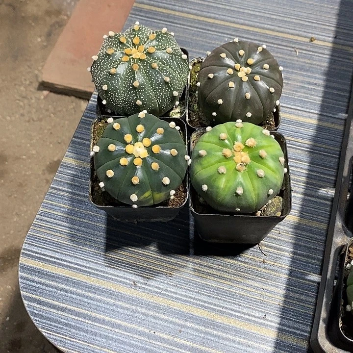 忘***了组合4棵实生脱土发货