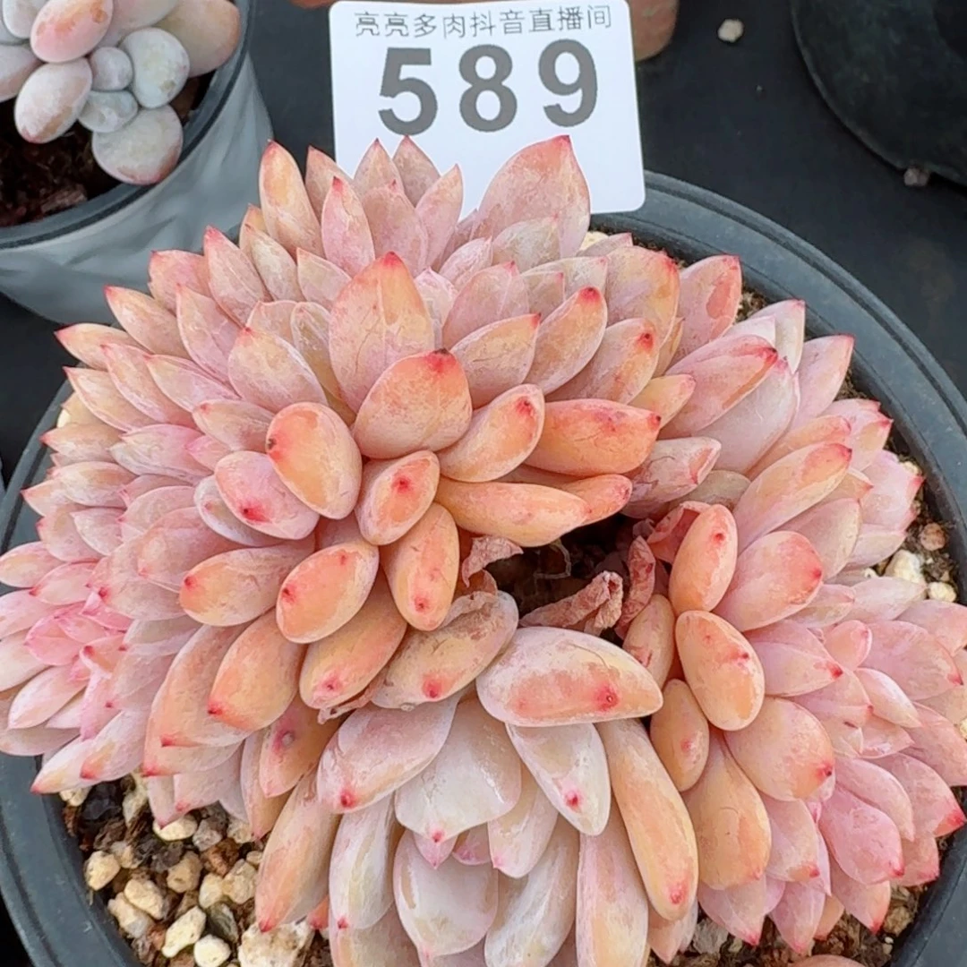 雪之魄缀化         精品多肉