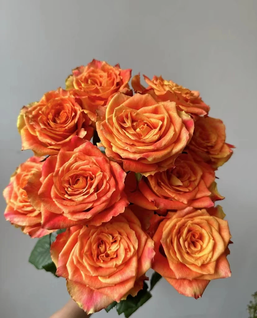 鲜花【欢乐颂玫瑰】同地址两单以上顺丰包邮送货上门+送配草1扎