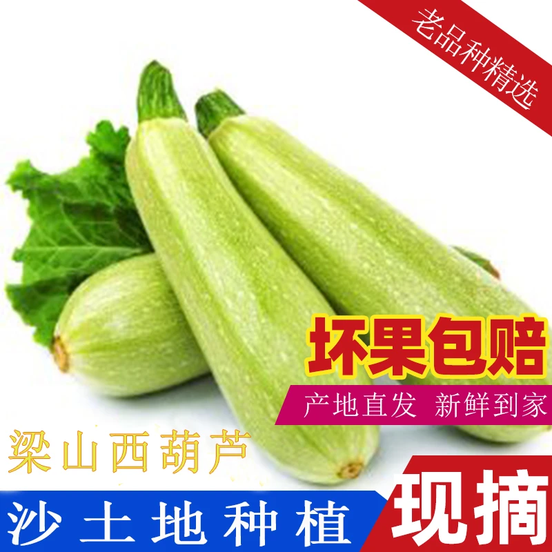 2025 新开园西葫芦角瓜现摘现发鲜嫩爽脆坏果包赔有保障产地直发