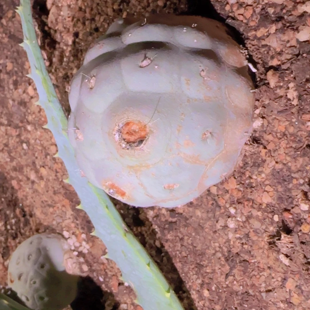 炮*块根植物块根植物