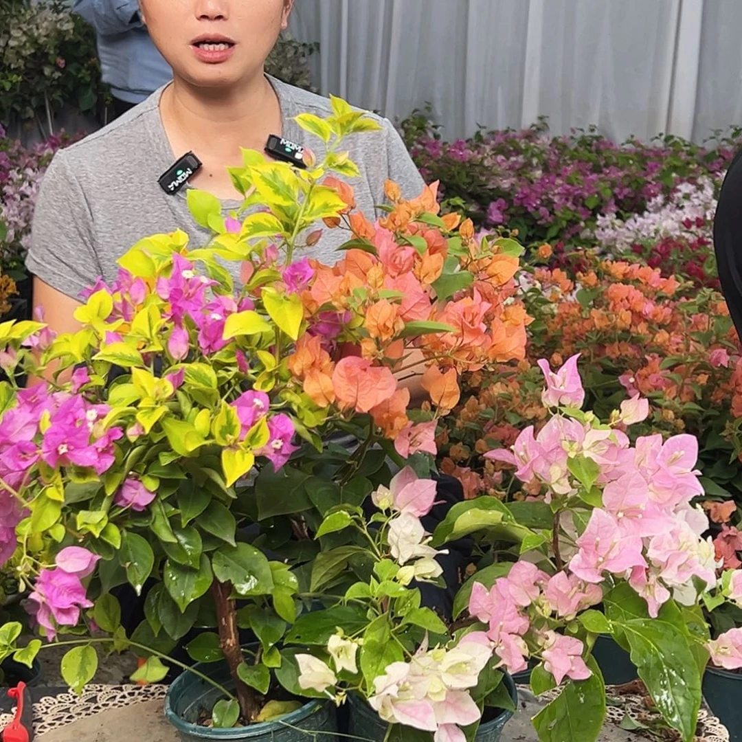 m***a大部分花苞少量开放J4组合