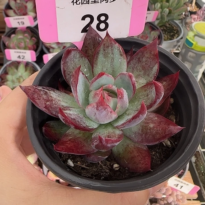 28 惊鸿仙子多肉植物