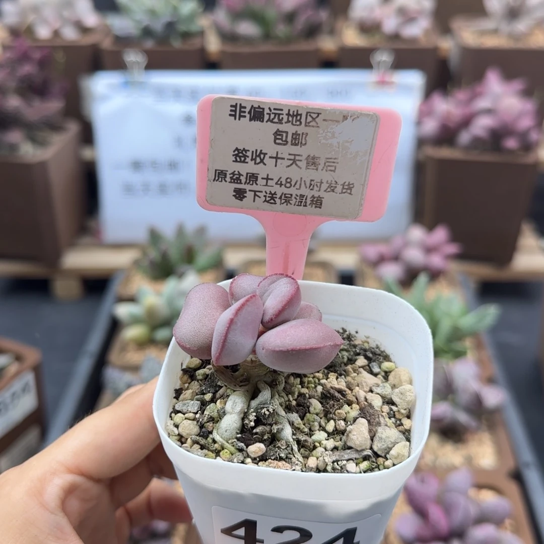 424白肌红蛋多肉植物